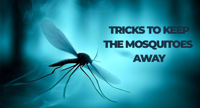 Bugs-Free Summer: Tricks to Keep the Mosquitoes Away